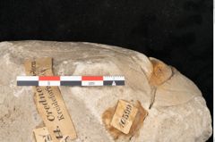 Foto (Detailansicht) von Credneria denticulata Zenk. (NHMW-GEO-2024-0188-10599)